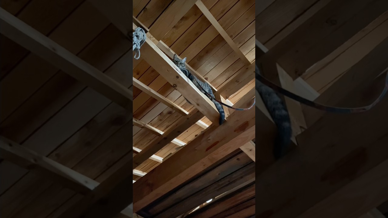 小屋の2階から降りられなくなったトラジ。平気なフリするよね〜 #猫 #cat #help #shorts