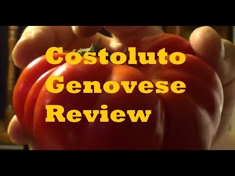 Vídeo: Costoluto Genovese Heirlooms: Cultivando uma planta de tomate Costoluto Genovese