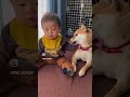 赤ちゃんと柴犬の成長記録 . . . 👶🏻✨🐕 #shorts