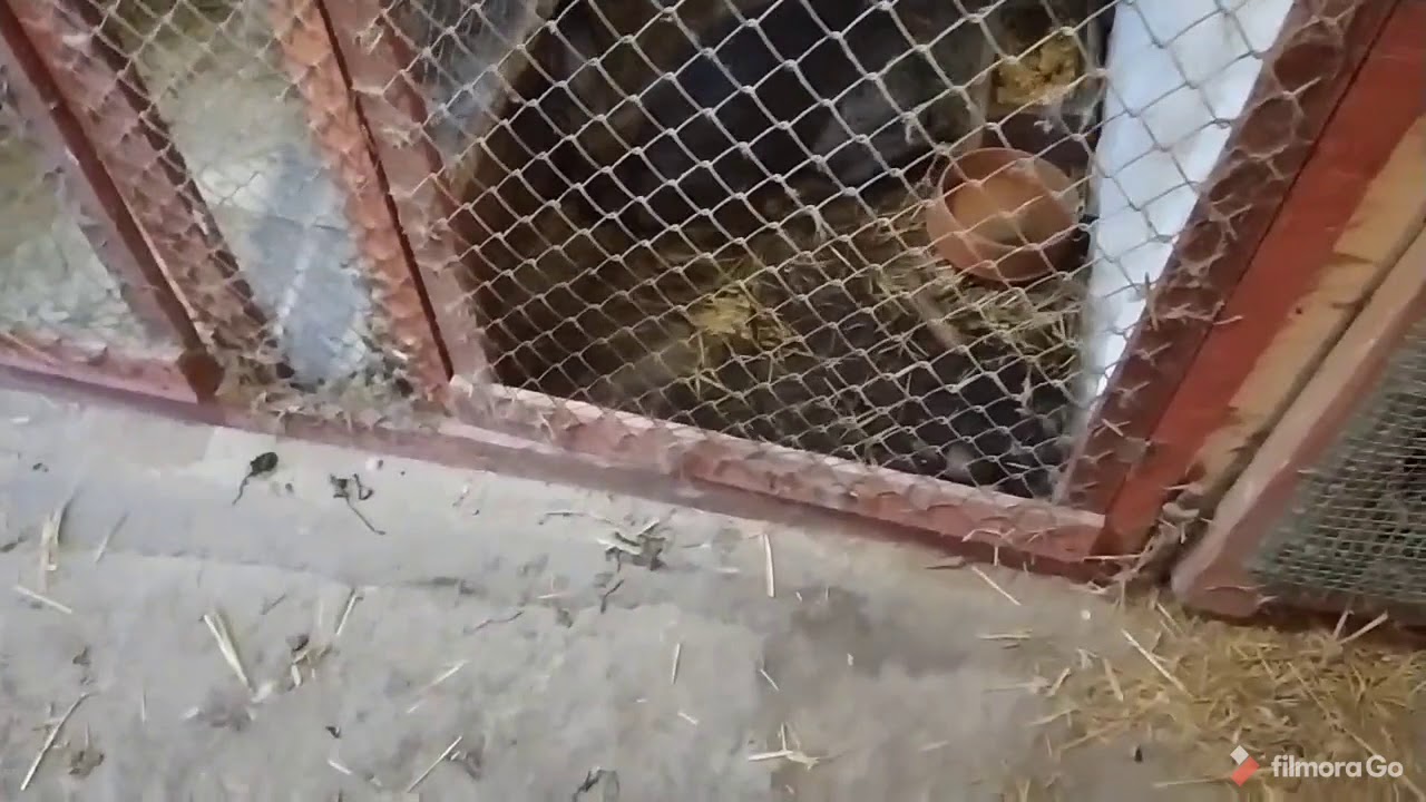 Vlog #6 Kury nioski, królica, kaczki mandarynki, silki! Co i jak u mnie ?