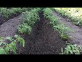 Как правильно окучивать помидоры в открытом грунте посаженные в траншеи