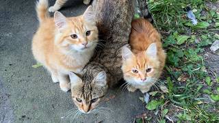 Pregnant mama cat and her kittens with aunt