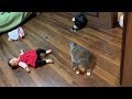 娘と一緒にママの帰りを待つ猫　ノルウェージャンフォレストキャット　Cat waiting for mom's return with her daughter