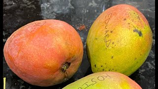 Edward Mango - Tasting Florida Mangos