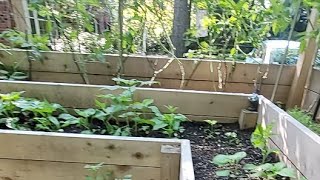 Gardening Progress