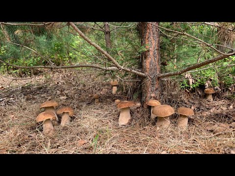 UNREAL AMOUNT OF MUSHROOMS!!!