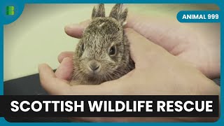 Wildlife SOS: Scottish Style - Animal 999 - Animal Documentary