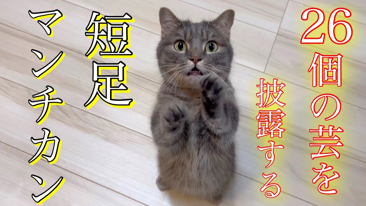 驚愕】26個の芸を次々と披露する短足マンチカンが発見されました - YouTube