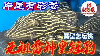 【招財魚】元祖雷神皇冠豹 片尾有彩蛋