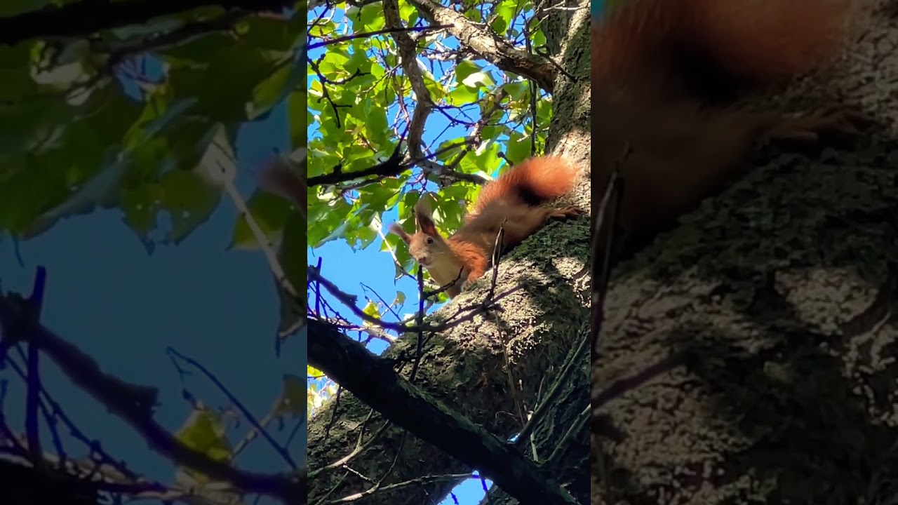 Белочка пришла. Что делать? - YouTube