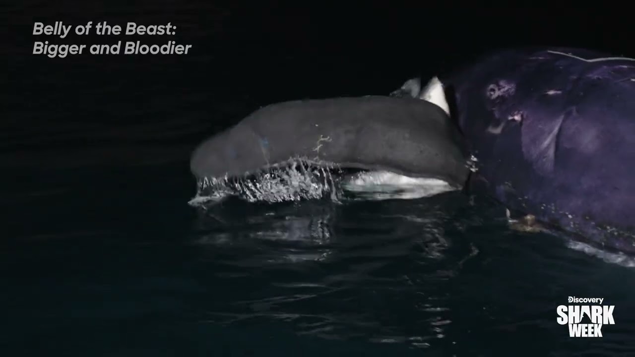 Film backdrop image for 18-foot Great White Rips off Part of Giant Whale Carcass Decoy (2024)