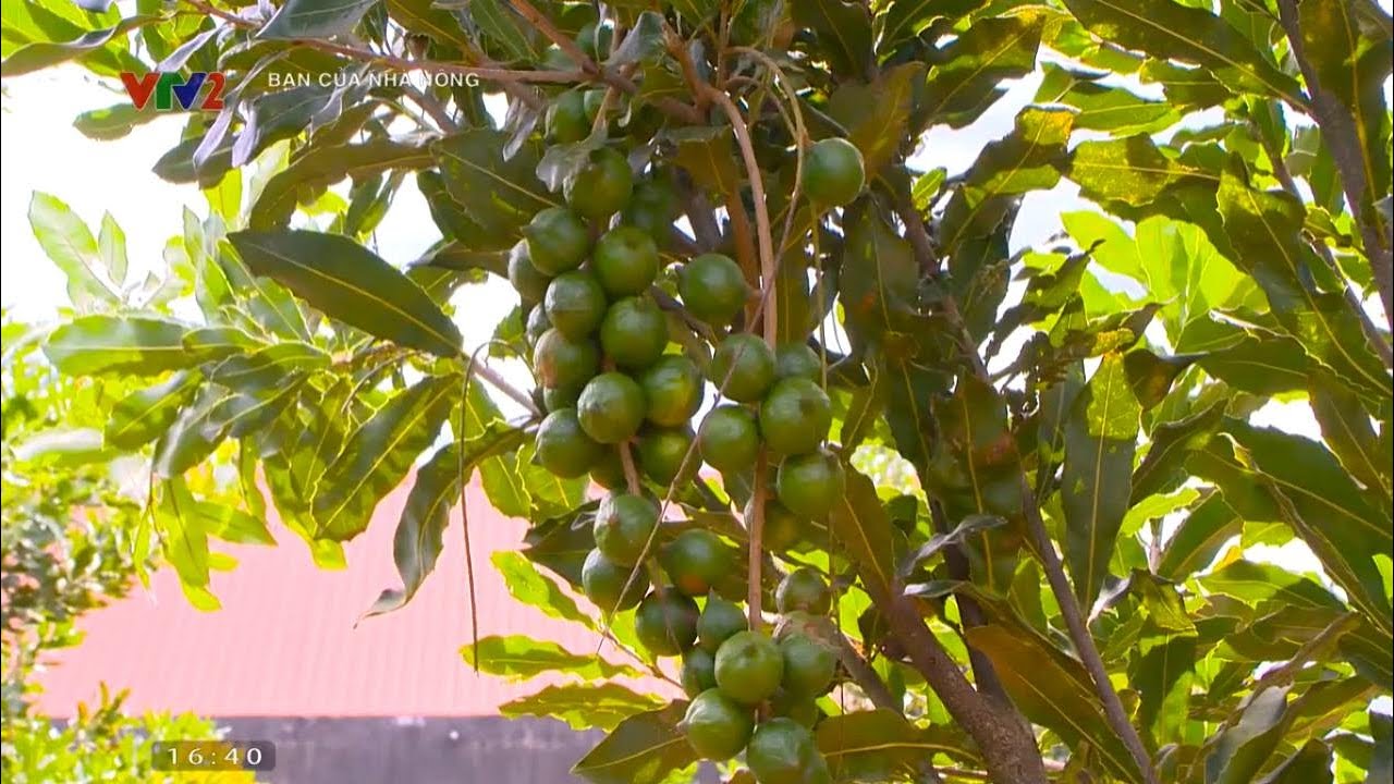 Nông dân làm giàu nhờ mô hình trồng cây mắc ca trên đất đồi