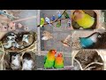 My setup visit Finche Love Birds and Binglise Colony video#DanishBirdsinformative