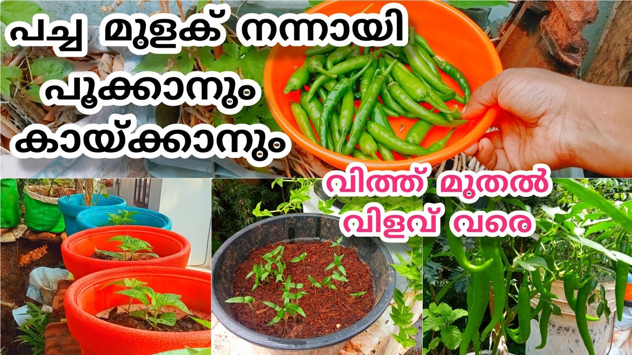പച്ചമുളക് നടുന്നവർ അറിഞ്ഞിരിക്കേണ്ട കാര്യങ്ങൾ | Green chillifarming | shalusworldshalumon 