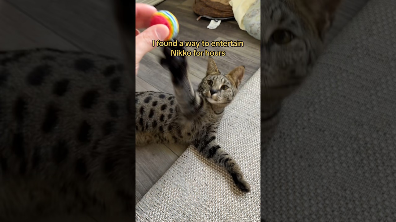 How to entertain your cat for hours 😺