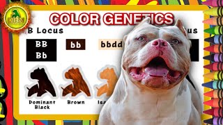 Beginners Guide to Uncovering Puppy Coat Colors