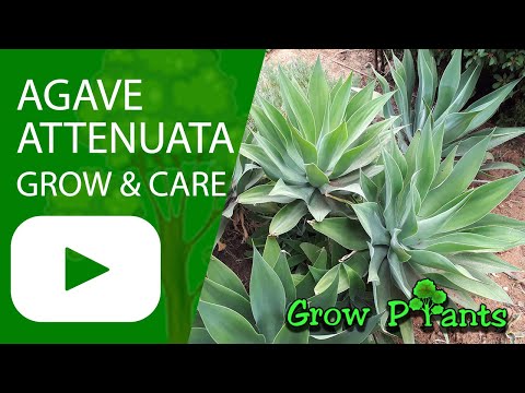 Agave attenuata - grow & care (Foxtail agave)