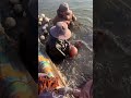 Jellyfish capture #farming #satisfying