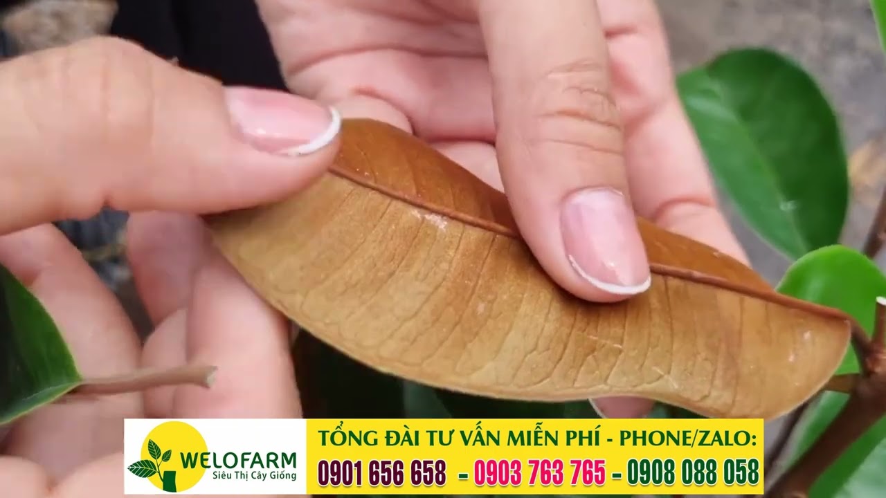 Cách phân biệt giống vú sữa Mica, vú sữa Bơ Hồng và Vú sữa Lò Rèn | SIÊU THỊ CÂY GIỐNG WELOFARM