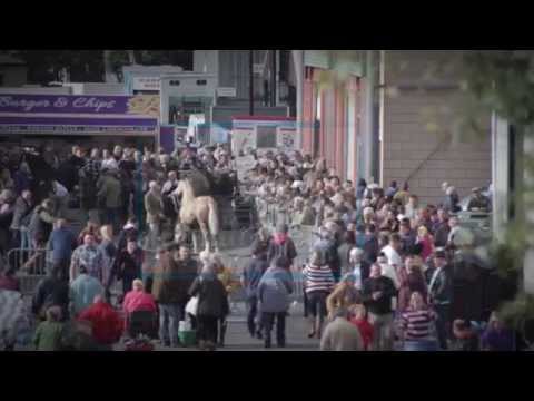 Video: Welsh Cob Horse Breed Allergivänliga, Hälsa Och Livslängd