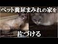 【多頭飼育崩壊】ペット屋敷の悲惨な現場を片付ける【猫】