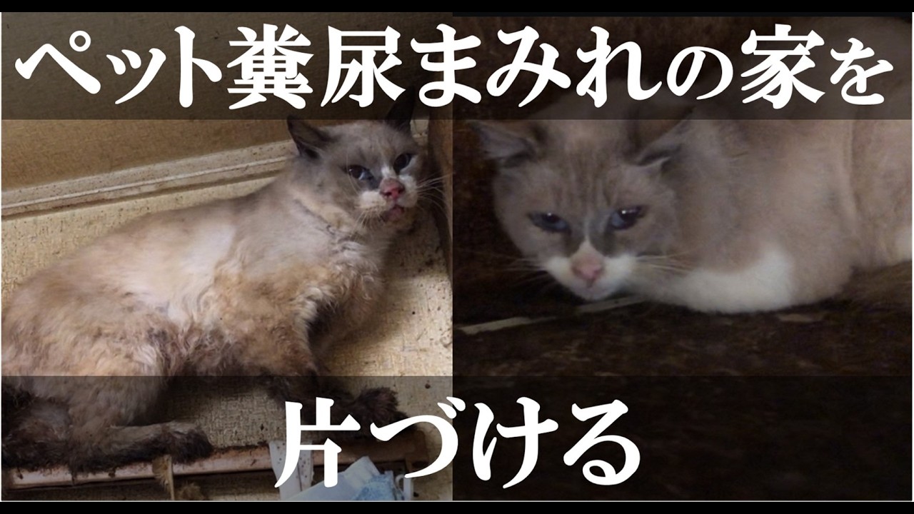 【多頭飼育崩壊】ペット屋敷の悲惨な現場を片付ける【猫】