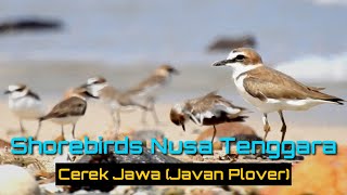 Inilah Burung Pesisir Pantai Cerek Jawa | Shorebird Javan PLOVER - EduBird Project