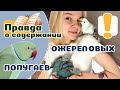 20 вещей которые надо знать об ОЖЕРЕЛОВЫХ ПОПУГАЯХ Крамера, прежде чем завести.