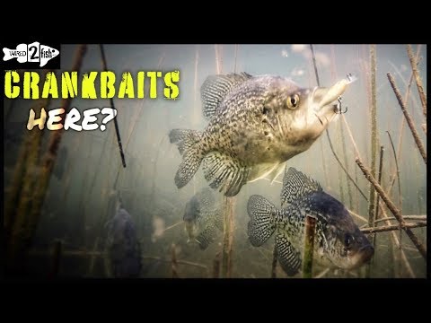 Wie Catch Crappies Casting Micro Crankbaits