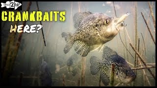 How to Catch Crappies Casting Micro Crankbaits 