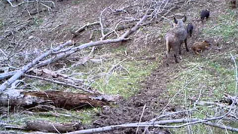 Texas wild hogs and piglets on trail camera