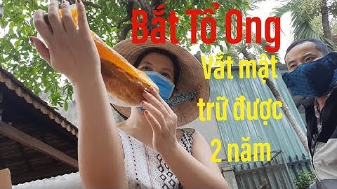 Cách vắt mật ong ruồi nguyên tổ || HỚN HỞ
