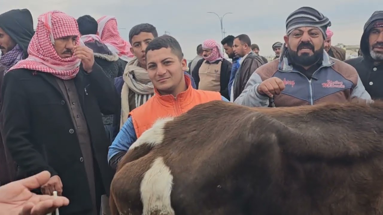 سوق مواشي البقر في صلاح الدين الشرقاط ناحية اشور 2024/1/30