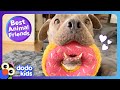 Have You Ever Seen A Dog Love Donuts This Much?! | Dodo Kids | Best Animal Friends