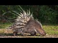 THE SOUND OF A HEDGEHOG WHIT A CLEAR VOICE, POWERFUL FAST SINGING