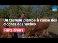 Ref:ZI_2_m9Qc4k Le taureau lapinou plomb� � cause d'une querelle de voisinage