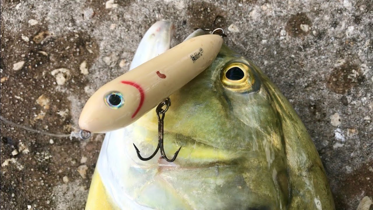 Mullet Run Jack Crevalle Topwater Explosions! YouTube