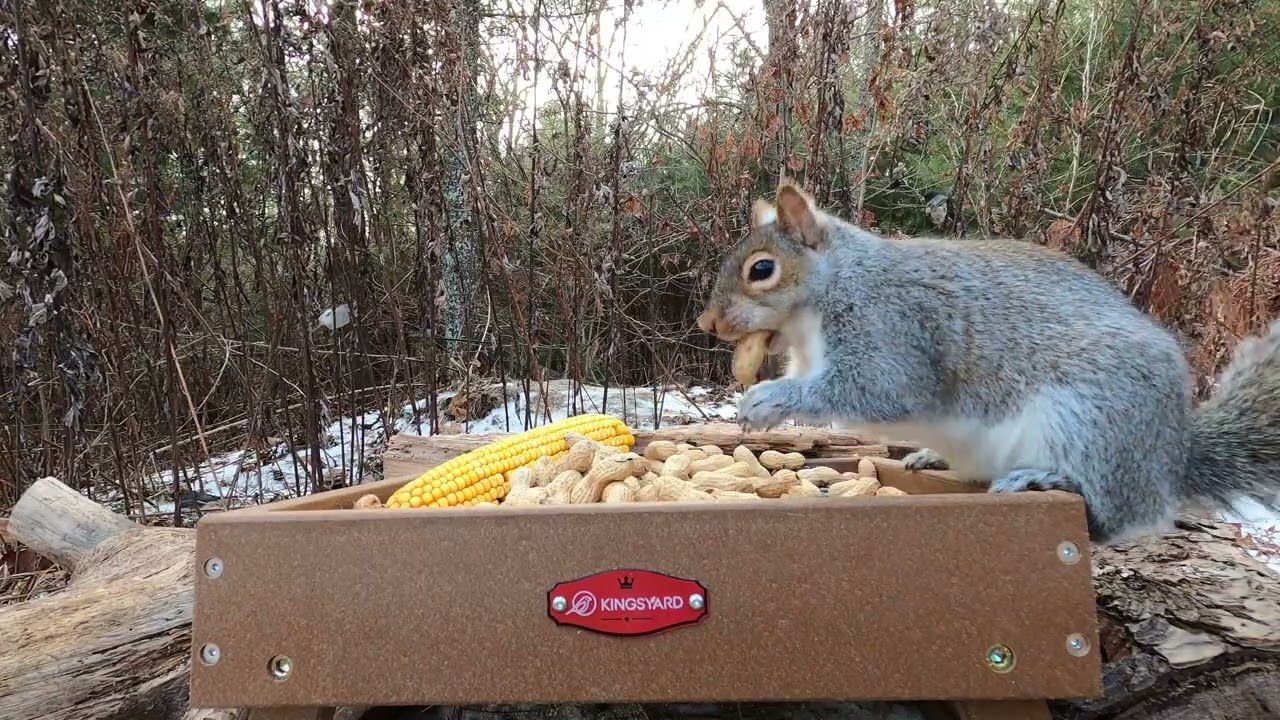 Red-bellied Woodpeckers, Blue Jays, Little Red, Squirrels