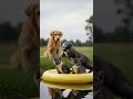 Kittens Meet a Friendly Otter While Exploring New Waters Playfully #cute #animals #wildlife