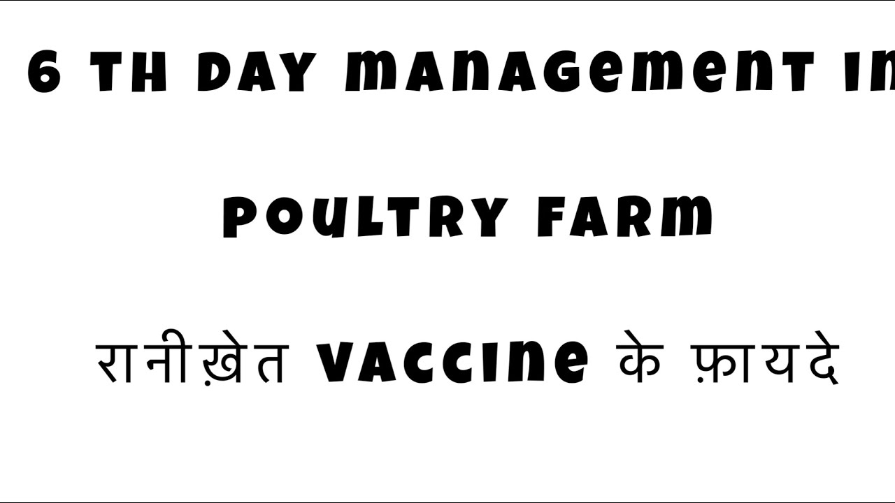 Day 6.  Master the Art of Ranikhet Vaccine Application in 6th Poultry Farm Management
