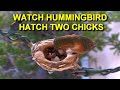 Mother Allen's Hummingbird Hatches Two Eggs and Feeds Baby Birds HQ