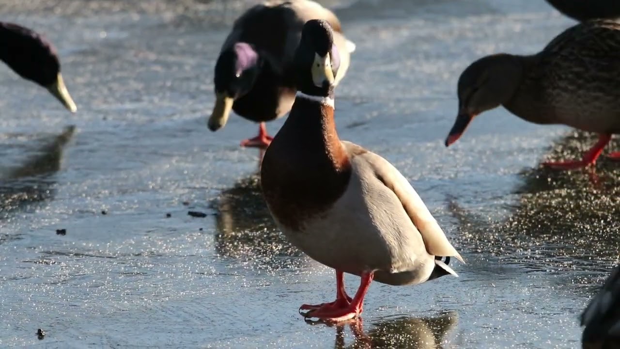 A cold morning at essex wildlife trust chafford gorge 05/01/2026
