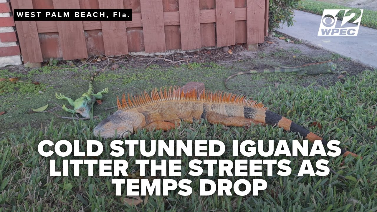 Sleepin' Lizards! Cold-stunned iguanas fall from South Florida trees