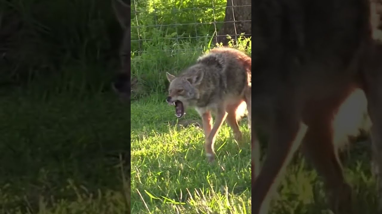  Coyote Dog Coyotes Hunting Hunters Huntingdog Wildlife Outdoors America Animals