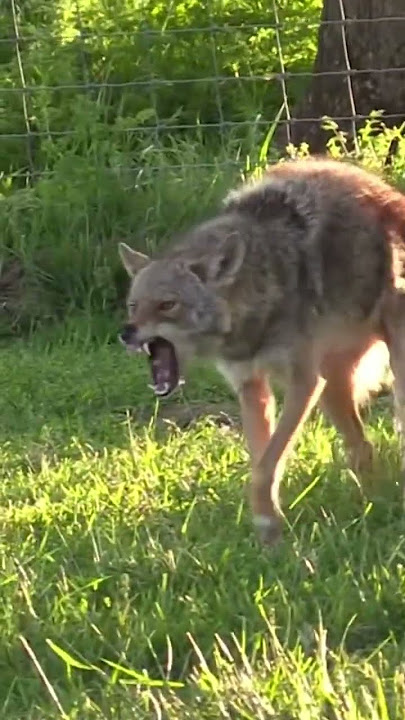 #coyote #dog #coyotes #hunting #hunters #huntingdog #wildlife #outdoors #america #animals