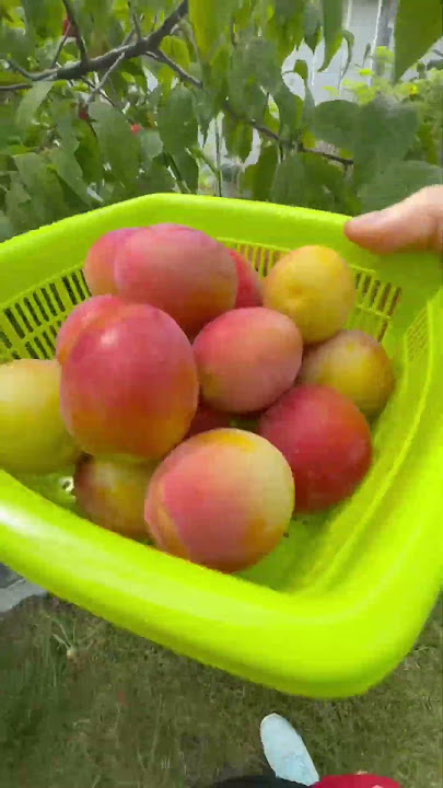 Harvest Plum with me ❤️#viralvideo #shorts #reels #harvest #garden #love #reels #plum #sweet
