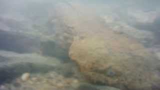 Hellbender Salamander Returning to Its Rock