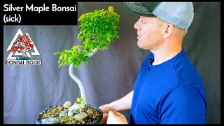 Silver Maple Bonsai #2 (sick)