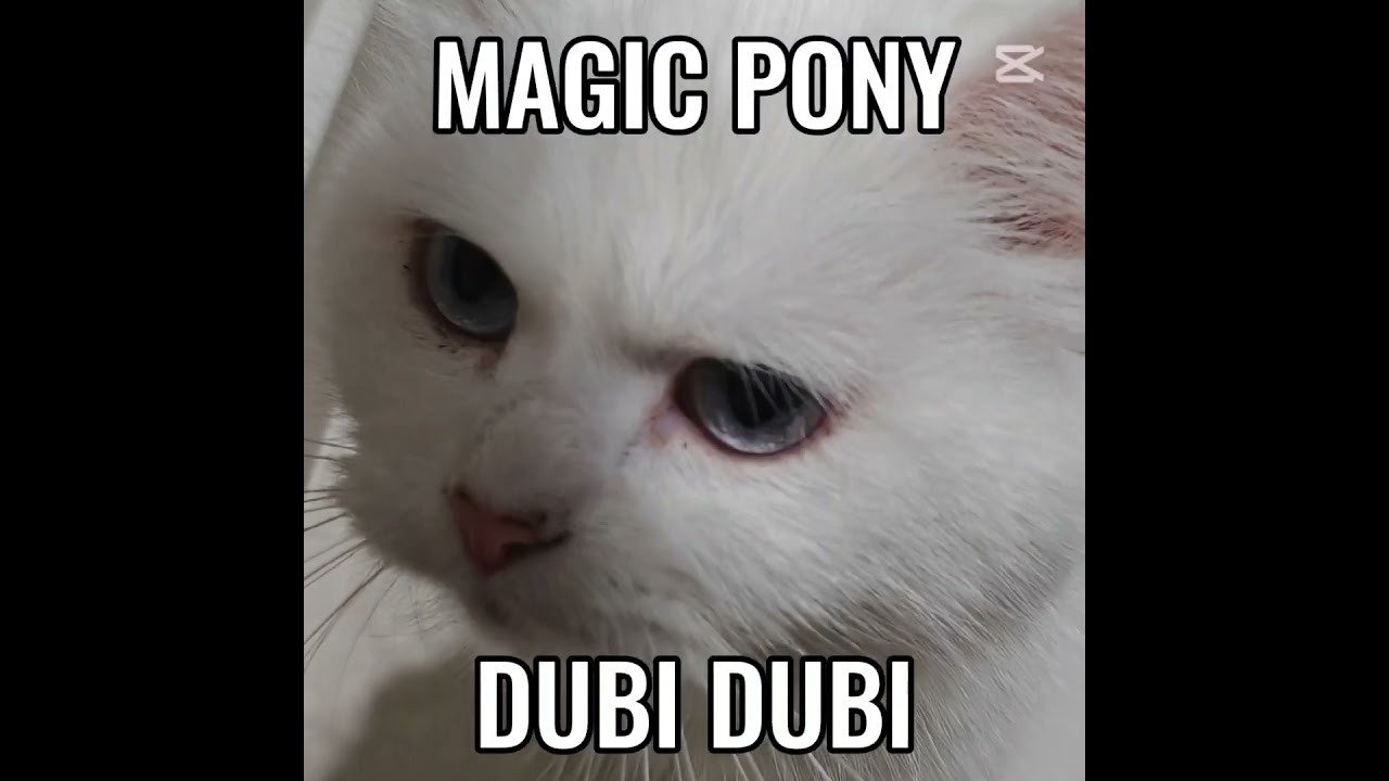 Chipi Chipi chapa chapa😂😂 