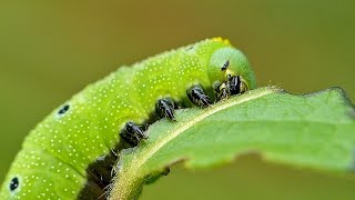 Hummingbird Moth Caterpillar Eating A Leaf